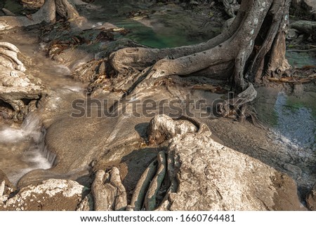 Mountain stream in the roots of a dry tree