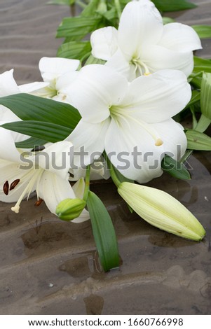 a bouquet of white flowers of Lily close-up