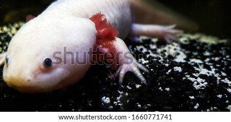 Axolotl Mexican salamander Aquarium aquatic