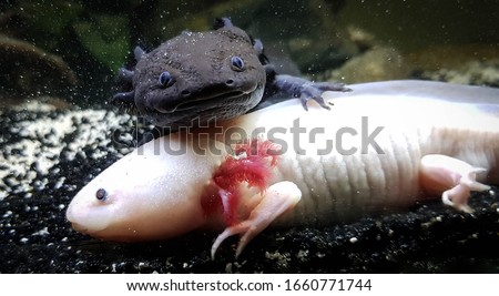 Axolotl Mexican salamander Aquarium aquatic
