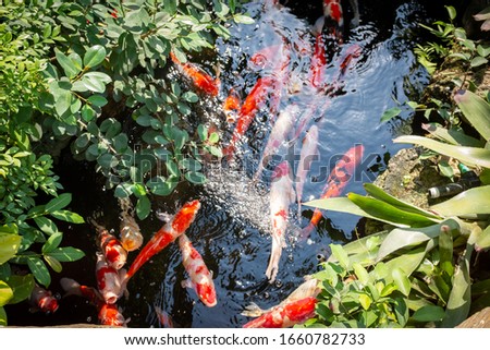 Koi fish come up to breathe Within the shady natural pond