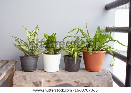 Green plants on the wooden bench. Royalty-Free Stock Photo #1660787365