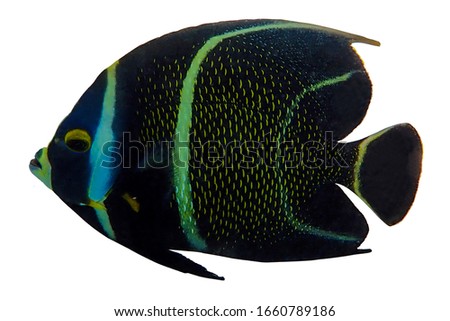 Tropical coral fish isolated on white background