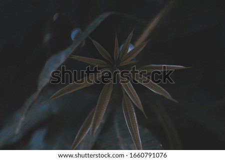 Closeup nature Dark gray tone leaves copy space and backgrounds or wallpapers