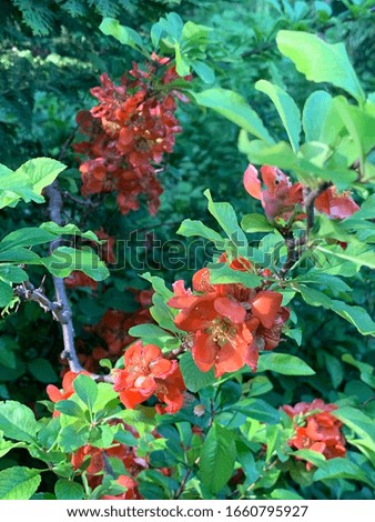 spring blooming decorative quince on a blurry background