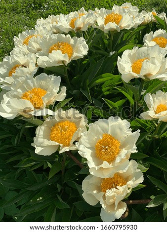 large white peonies with a yellow center on a blurred background