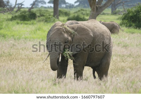 Elephants of the Masai Mara, and Amboseli, Kenya