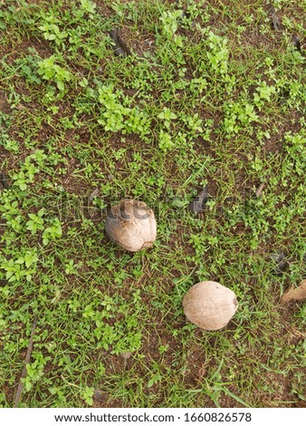 dry coconuts on grass texture background