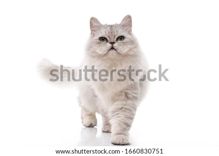 Persian cat walking on white background,isolated Royalty-Free Stock Photo #1660830751