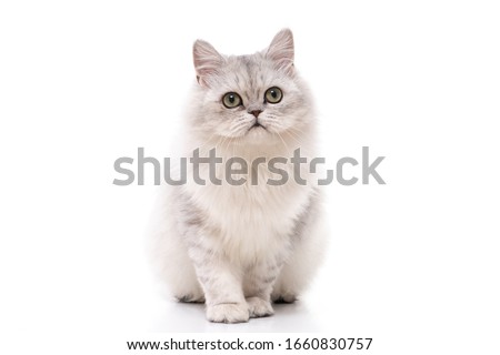 Persian cat sitting on white background,isolated Royalty-Free Stock Photo #1660830757