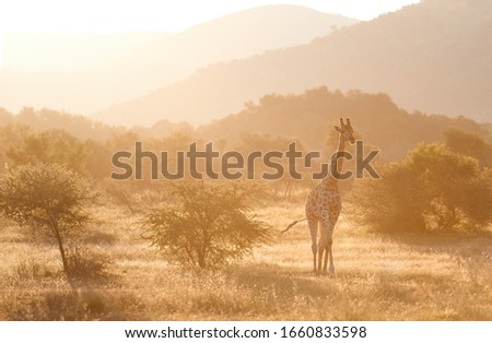 Cape giraffe, Giraffa camelopardalis, walking on savanna against  rocky hills and bright sky. Direct view, vivid colors. African wild animal scenery. Traveling Pilanesberg national park, South Africa Royalty-Free Stock Photo #1660833598