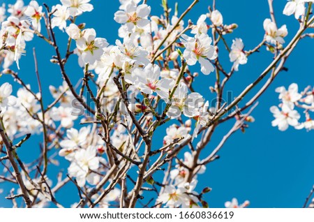 Almond flowers, springtime. Close-up of almond flowers from Datca, Mugla, Turkey