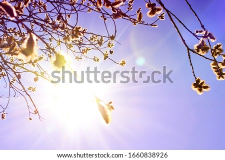 Flowering branches of willows in rays sun. Trees bloom after winter against the background of the sun and blue sky. Buds on tree in early spring.