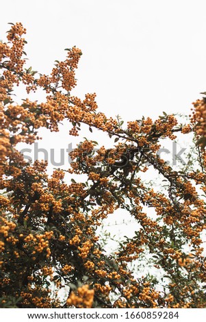 Autumn fall concept. Branches with orange berries agains white sky. 