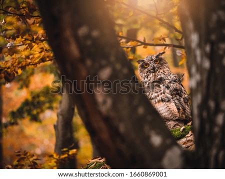 Eurasian eagle-owl (Bubo Bubo) in colorful autumn forest. Eurasian eagle owl sitting on tree. Owl in colorful autumn forest.