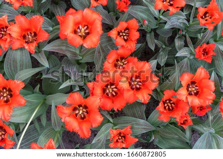 Tulips, top view. Blooming red tulips. Red tulips on a spring sunny day. Tulips of unusual shape