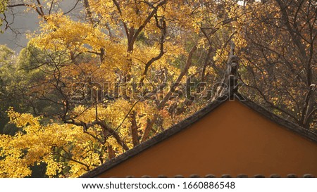 The beautiful autumn view with the colorful autumn leaves and trees in the park