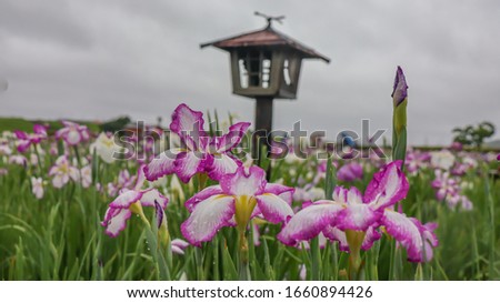 pink and white iris flowers are blooming in the rainy season on a rainy day on summer of japan.