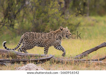 Little Leopard in the Okavango Delta, Botswana