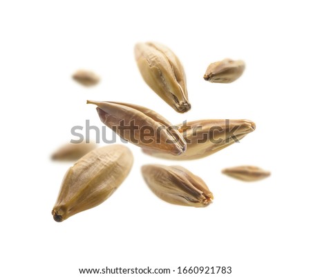 Barley malt grains levitate on a white background Royalty-Free Stock Photo #1660921783