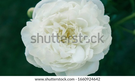 White peony flower isolated on a green background. You can use this photo to create a magazine. Great to make a background