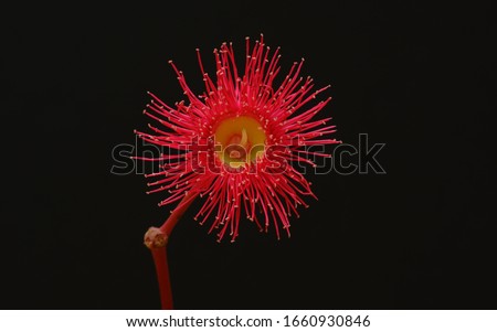 Red flowering gum flower gum-nut eucalyptus flower