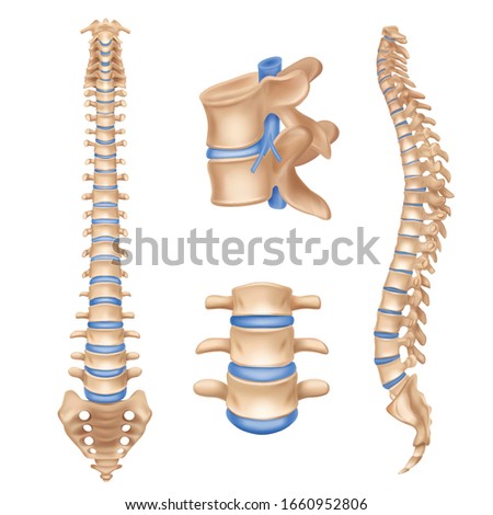 Human spine anatomy chart vertebral column set realistic medical educative poster textbook white background picture vector illustration Royalty-Free Stock Photo #1660952806