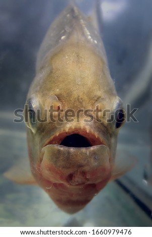 Predatory toothy tropical piranha fish.