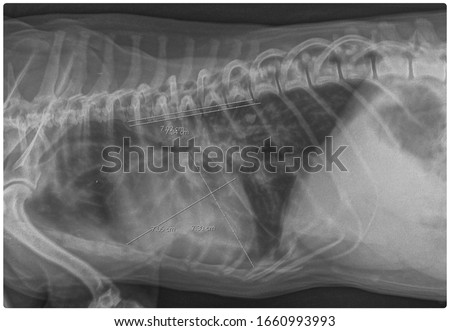 x ray cardiomegaly in chronic hear failure dog side view 