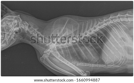 x ray chronic heart failure and pneumonia dog side view 
