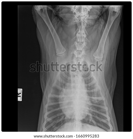 x ray chronic heart failure and pneumonia dog frot view 