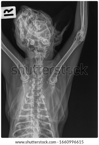 x ray mandible fracture cat front view 