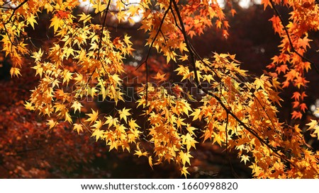 The beautiful autumn leaves with the colorful autumn leaves in the park
