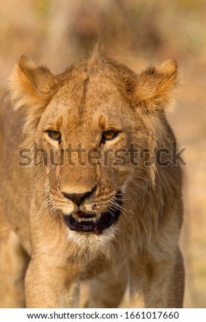 African Lion (Panthera Leo), Young, Savuti, Chobe National Park, Botswana.