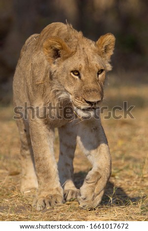 African Lion (Panthera Leo), Young, Savuti, Chobe National Park, Botswana.