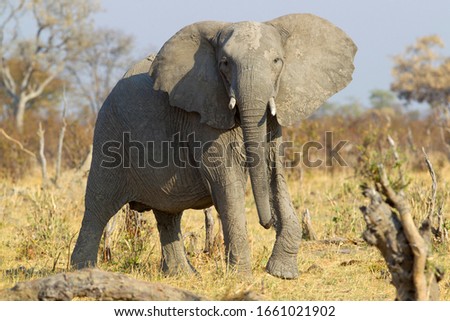 African Elephant (Loxodonta africana), in the Savuti marsh. Chobe National Park, Botswana.