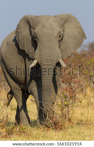 African Elephant (Loxodonta africana), in the Savuti marsh. Chobe National Park, Botswana.