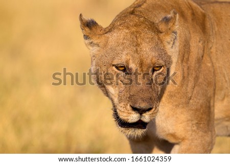 African Lion (Panthera Leo), female. Savuti, Chobe National Park, Botswana.