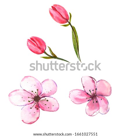 Watercolor illustration. Set of four spring flowers. Red tulips and delicate pink wild flowers. Elements for creating a floral design.