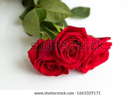 red roses on a white background close-up. Symbol of Women's Day.