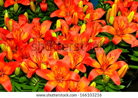 Flora a Bright Red Flower Display Picture