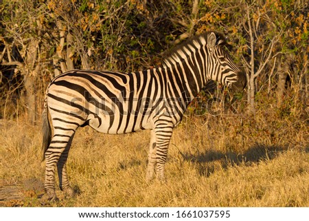 Burchell's Zebra (Equus quagga burchelli), Okavango Delta, Moremi Game Reserve, Botswana.