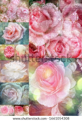 Beautiful Collage of vintage roses compilation of different shabby rose art
