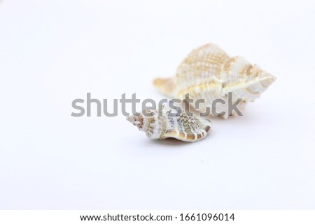 seashell white background picture of the sea
