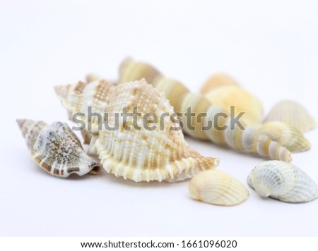 seashell white background picture of the sea