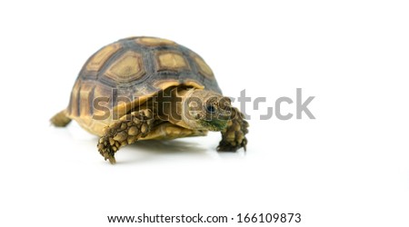 african spurred sulcata of white background