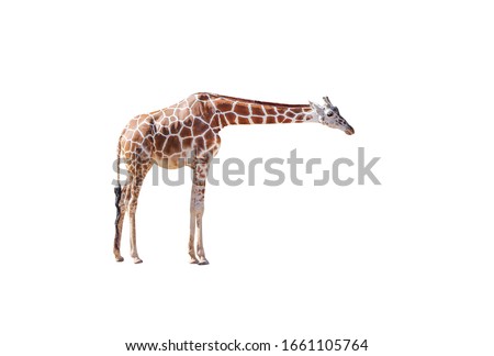 Small giraffe eating isolated on white background , clipping path