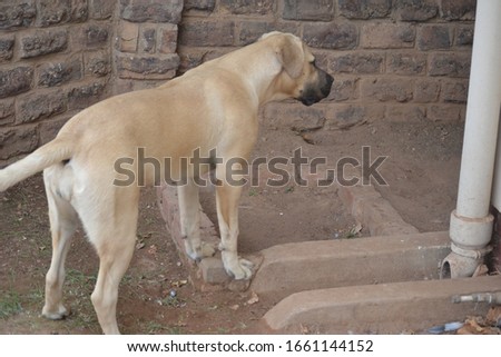 Pictures of a Boerboel dog 