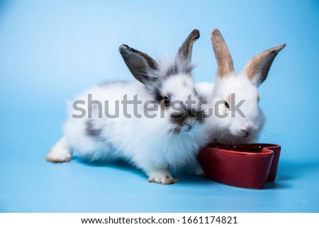 two white rabbit Scramble to feed on blue background