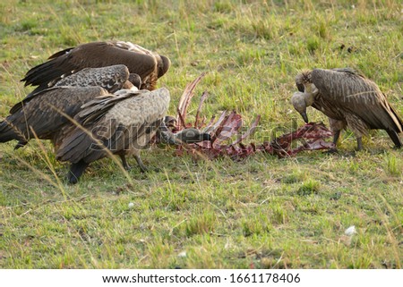 Kenya - Masai Mara National Reserve : flock of vultures feating on a rotting carcass